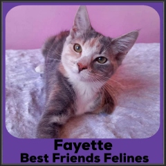 2022-fayette2