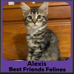 2023-Alexis