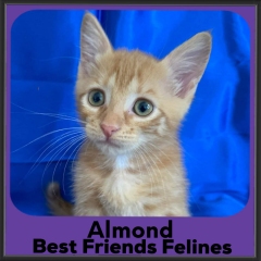 2023-Almond