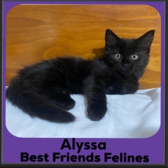 2023-Alyssa