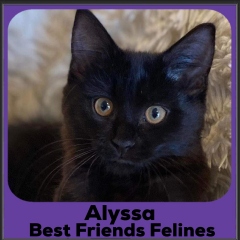 2023-Alyssa2