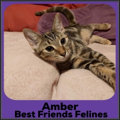 2023-Amber