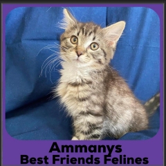 2023-Ammanys