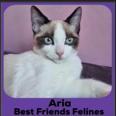 2023-Aria