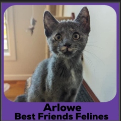 2023-Arlowe