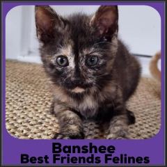 2023-Banshee