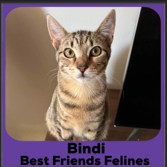 2023-Bindi3