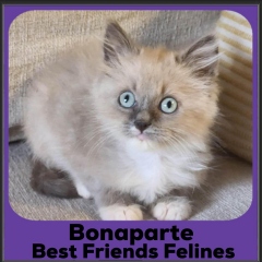 2023-Bonaparte