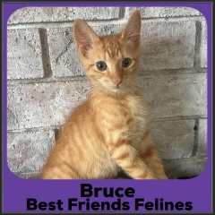 2023-Bruce