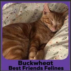 2023-Buckwheat