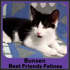 2023-Bunsen