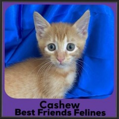 2023-Cashew