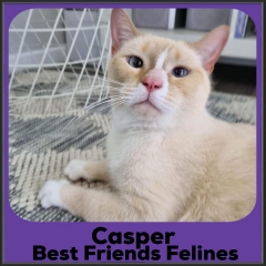 2023-Casper