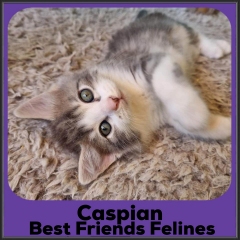 2023-Caspian
