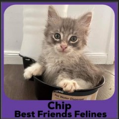 2023-Chip