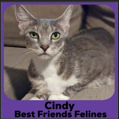 2023-Cindy