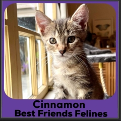 2023-Cinnamon