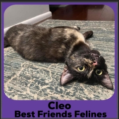 2023-Cleo