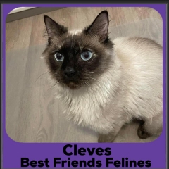 2023-Cleves