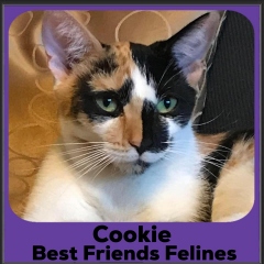2023-Cookie