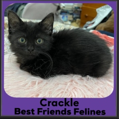 2023-Crackle
