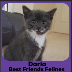 2023-Daria