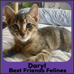 2023-Daryl
