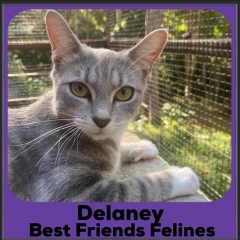 2023-Delaney
