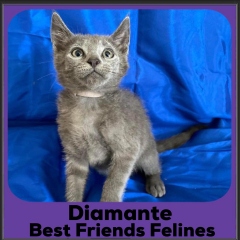 2023-Diamante