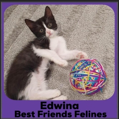 2023-Edwina