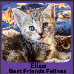 2023-Eliza