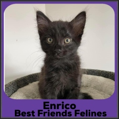 2023-Enrico