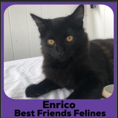 2023-Enrico2