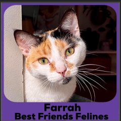 2023-Farrah