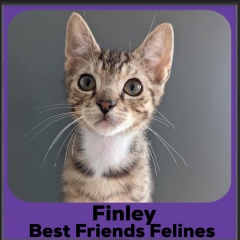 2023-Finley