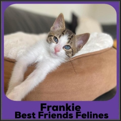 2023-Frankie