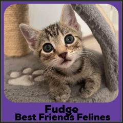2023-Fudge