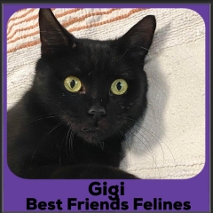 2023-Gigi