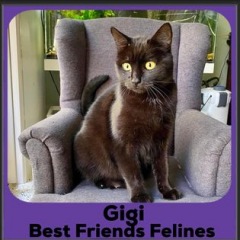 2023-Gigi2