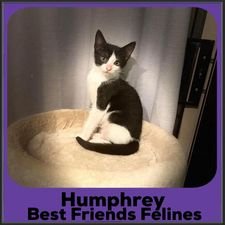2023-Humphrey