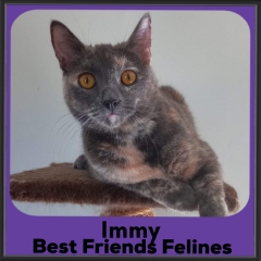 2023-Immy