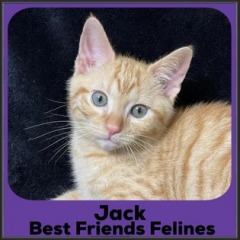 2023-Jack