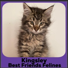 2023-Kingsley