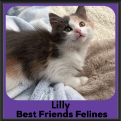 2023-Lilly