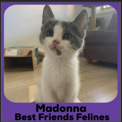 2023-Madonna