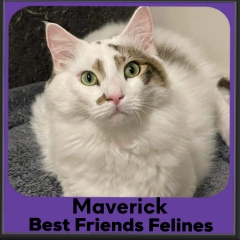 2023-Maverick