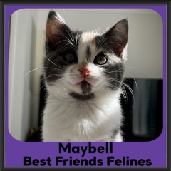 2023-Maybell