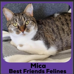 2023-Mica