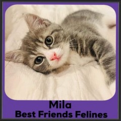 2023-Mila
