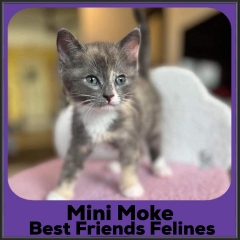 2023-Mini-Moke